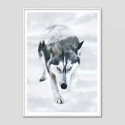 Siberian Husky - Faunascapes Nordic Portrait