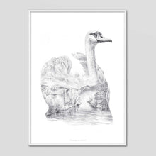 Load image into Gallery viewer, Swan - Faunascapes Pencil Drawing