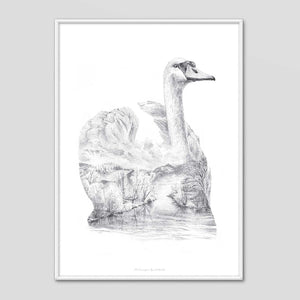 Swan - Faunascapes Pencil Drawing